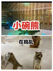 -七巧国萌宠乐园(龙湖天街店)