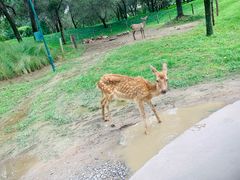 -北京野生动物园