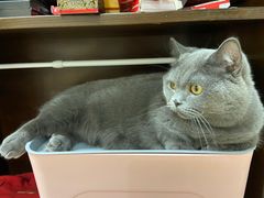 -逗柴咖啡屋·狗咖猫咖宠物桌游