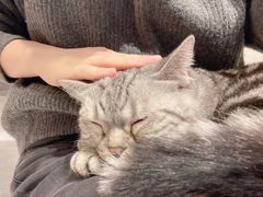 -猫儿山۰猫主题餐厅