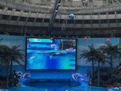 -海合安成都极地海洋公园