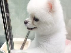 -momokira米努特·德文卷毛猫·棉花面纱犬