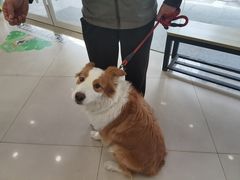 -艾贝尔宠物医院 ·中兽医·宠保定点(北门桥店)