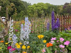 -深圳仙湖植物园