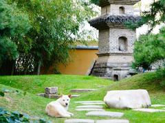 -龙华素斋(龙华路店)