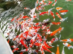 -南宫五洲植物乐园