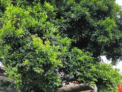 -瑞丰园庭院餐厅·白族传统家常菜