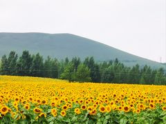 -丰宁坝上草原
