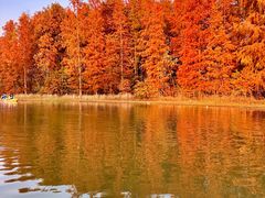 -上海海湾国家森林公园