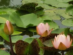 -国家植物园南园