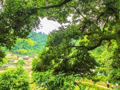 -杨家堂村