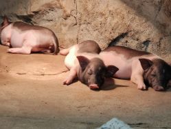 -Zoolung Zoolung动物主题公园(海信广场店)