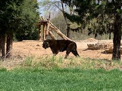 -北京野生动物园