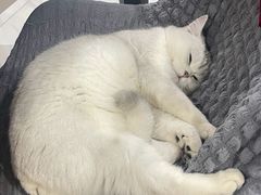 -老吴的猫·猫舍(新区店)