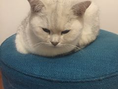 -团子家猫咪猫咖馆·柯基·柯尔鸭