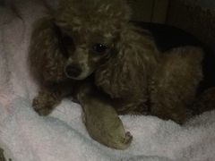 -乐嘟嘟宠物医院