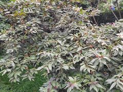 -重庆彩云湖湿地公园