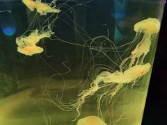 -苏州海洋馆