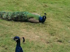 -深圳野生动物园