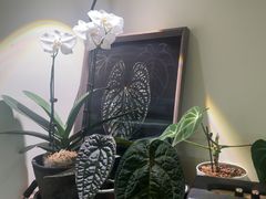 -本無咖啡·BeanWood Coffee