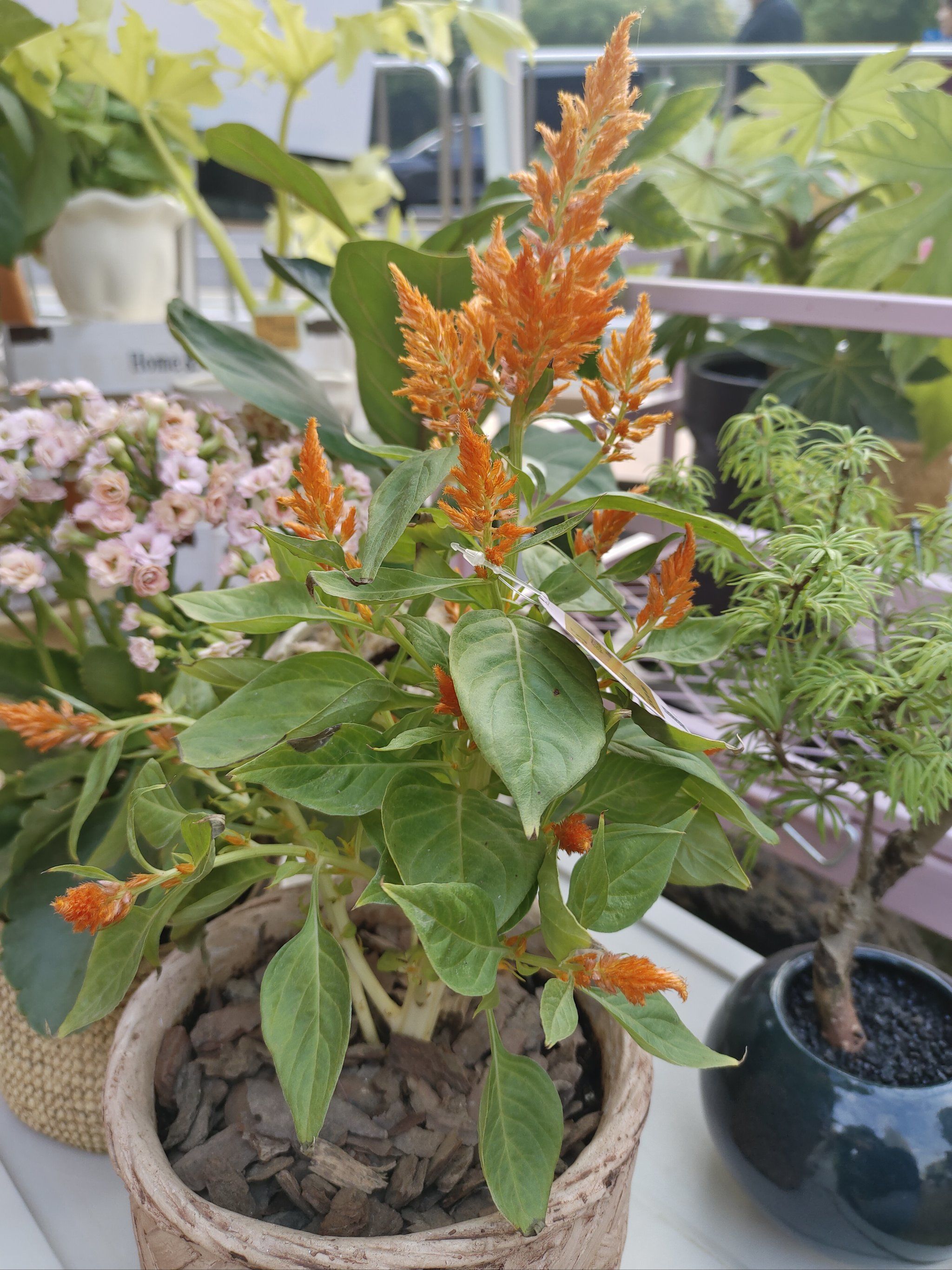 植物百科|鸡冠花