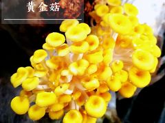 -大自然农场蔬菜草莓采摘园