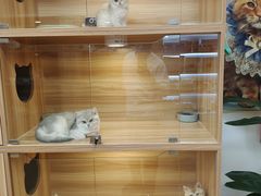 -猫十亿·布偶金渐层·曼基康矮脚猫舍(青年路店)
