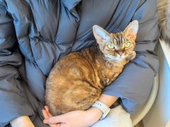-有喵·猫咖·狗咖·30几只猫10只小狗(岗厦店)