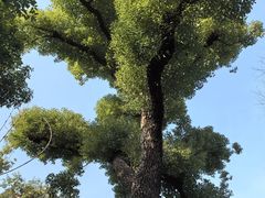 -思南公馆