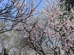 -桃花堤公园