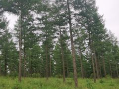 -塞罕坝国家级自然保护区