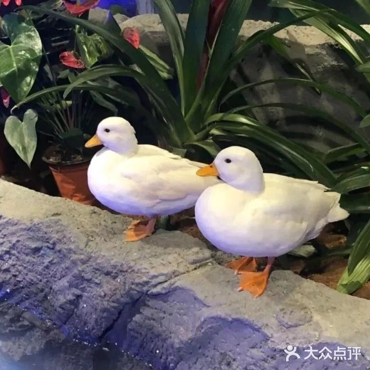 这里有超多可可爱爱的小萌宠哦,他们在这里等你来呢