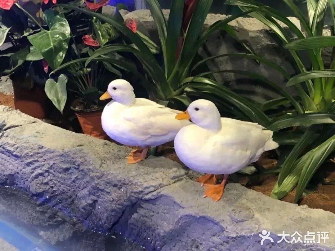 这里有超多可可爱爱的小萌宠哦，他们在这里等你来呢