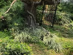 -石排湾郊野公园