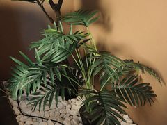 -端艾堂·SPA·艾灸(棕榈泉013店)