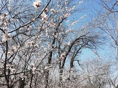 -桃花堤公园