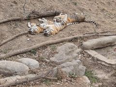 -大连森林动物园