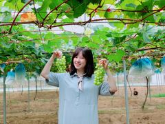 -海堤葡萄园中小学生研学基地