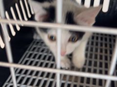 -贝康宠物医院·犬猫全科·小动物特色诊疗中心(东环路店)