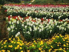 -紫颐香薰山谷景区