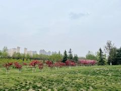 -西安浐灞国家湿地公园