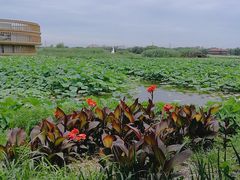 -荷塘月色湿地公园·向阳花洲