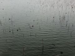 -天津东丽湖风景区