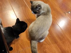 -猫小院猫主题咖啡厅(北锣店)