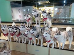 -Husky Go! 哈士奇体验馆·宠物咖啡厅狗咖