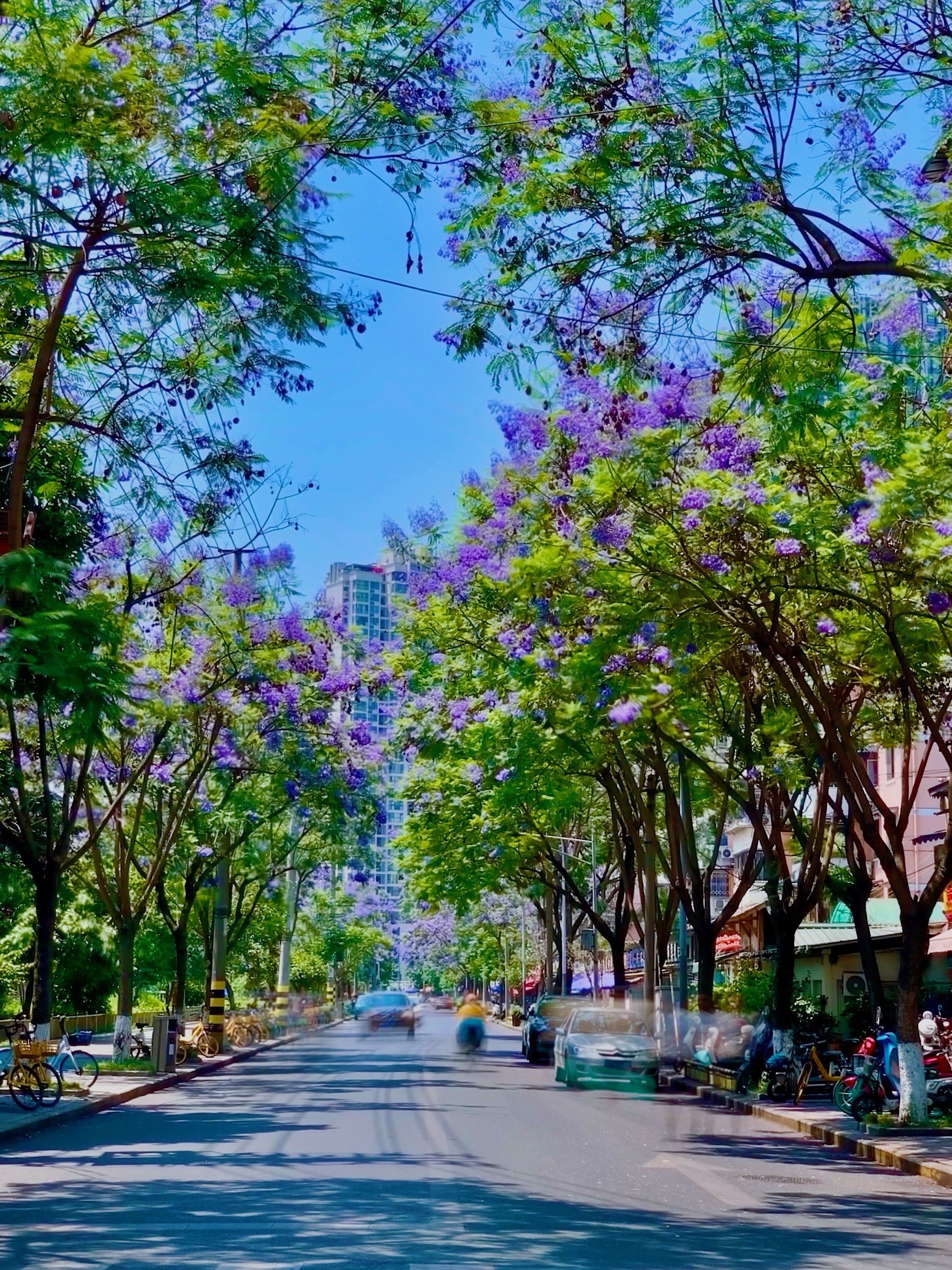 成都的蓝花楹真的太美了