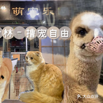 周末快来雨冷林撸羊驼吧