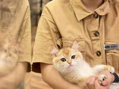 -袖虎·猫馆(体育西路店)