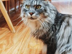 -MOCHA明星猫咖(田子坊店)