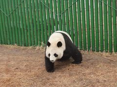 -沈阳森林动物园